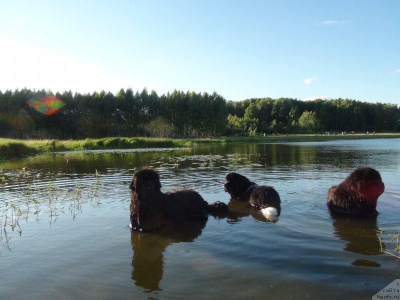 Фото: ньюфаундленд Анджел Викториус, ньюфаундленд Барышня, ньюфаундленд Черный Шарм Веллингтон