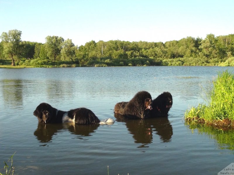 Фото: ньюфаундленд Анджел Викториус, ньюфаундленд Барышня, ньюфаундленд Черный Шарм Веллингтон