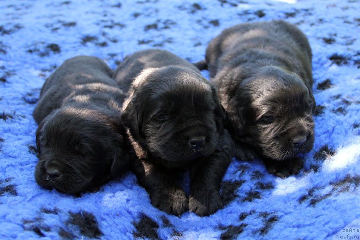 Фото: ньюфаундленд А'Портос с Берега Дона (A'Portos s Berega Dona), ньюфаундленд Атос с Берега Дона (Atos s Berega Dona), ньюфаундленд Арамис с Берега Дона (Aramis s Berega Dona)