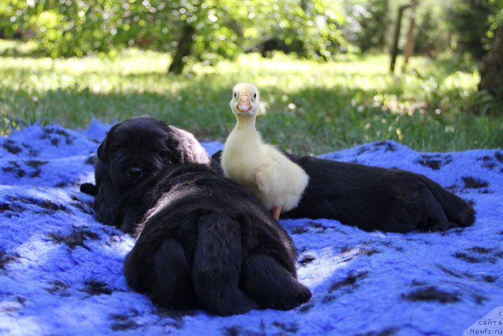 Фото: ньюфаундленд А'Портос с Берега Дона (A'Portos s Berega Dona), ньюфаундленд Атос с Берега Дона (Atos s Berega Dona), ньюфаундленд Арамис с Берега Дона (Aramis s Berega Dona)