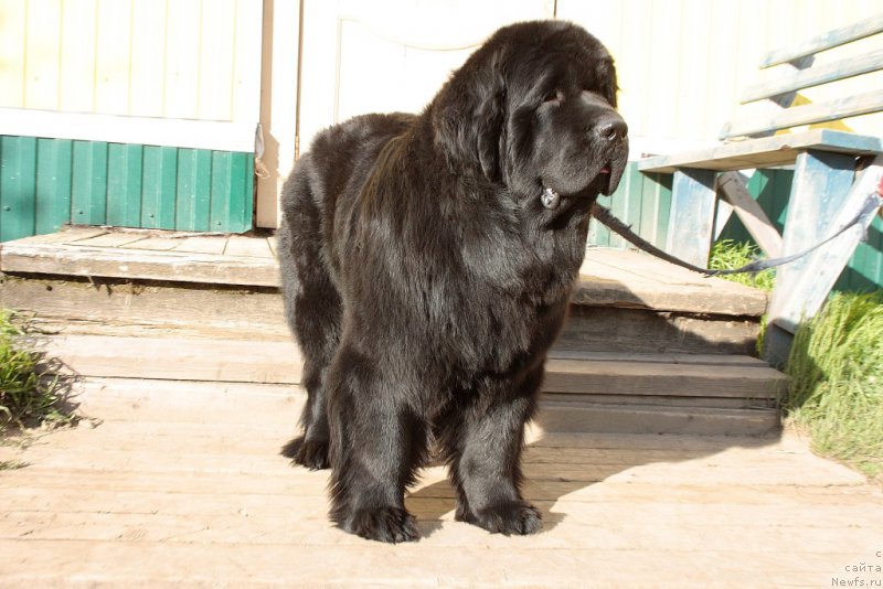 Фото: ньюфаундленд Янтарная Мечта
