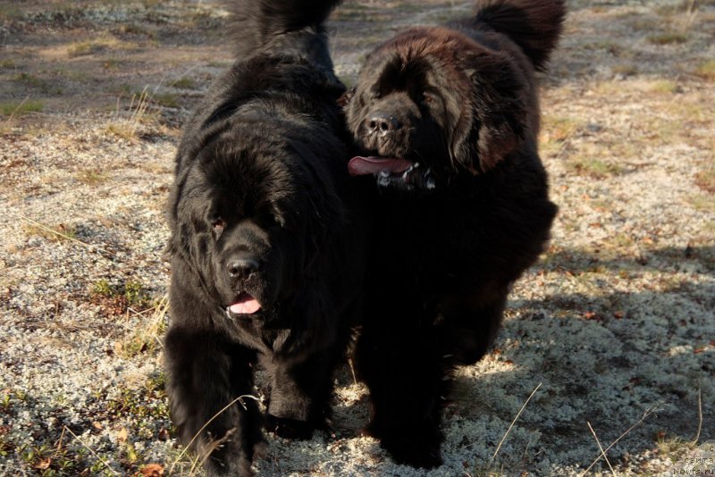 Фото: ньюфаундленд Янтарная Мечта, ньюфаундленд King of Helluland You Shock Me