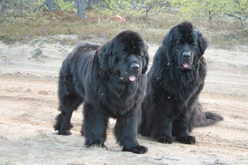 Фото: ньюфаундленд Янтарная Мечта, ньюфаундленд Глория Гранд Блек