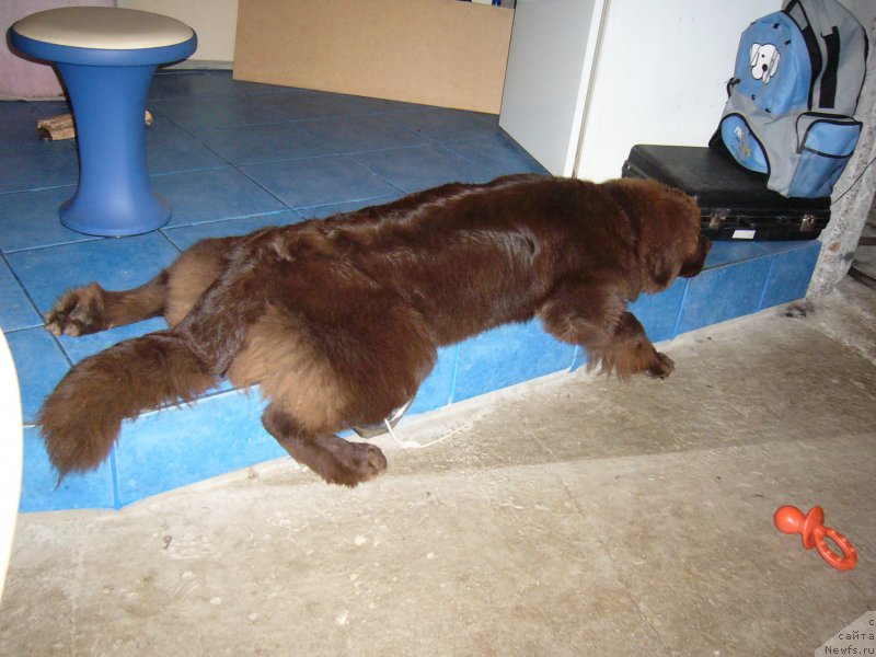 Фото: ньюфаундленд Ais Cream Ambassador