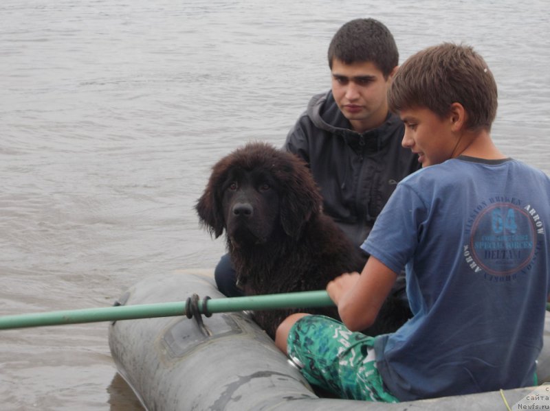 Фото: ньюфаундленд Эхо Москвы с Берега Дона (Eho Moskvy s Berega Dona), Миша, Саша.