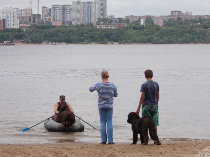 Фото: ньюфаундленд Эхо Москвы с Берега Дона (Eho Moskvy s Berega Dona), Миша.