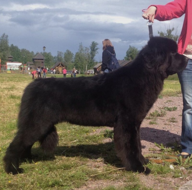 Фото: ньюфаундленд Смигар Легенда Весны (Smigar Legenda Vesny)