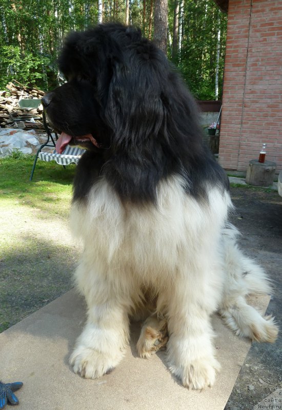 Фото: ньюфаундленд Chatkantarra Taro