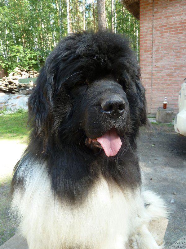 Фото: ньюфаундленд Chatkantarra Taro