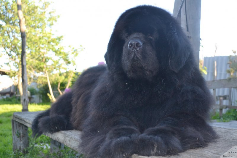 Фото: ньюфаундленд Супер Премиум Амелия Экшен