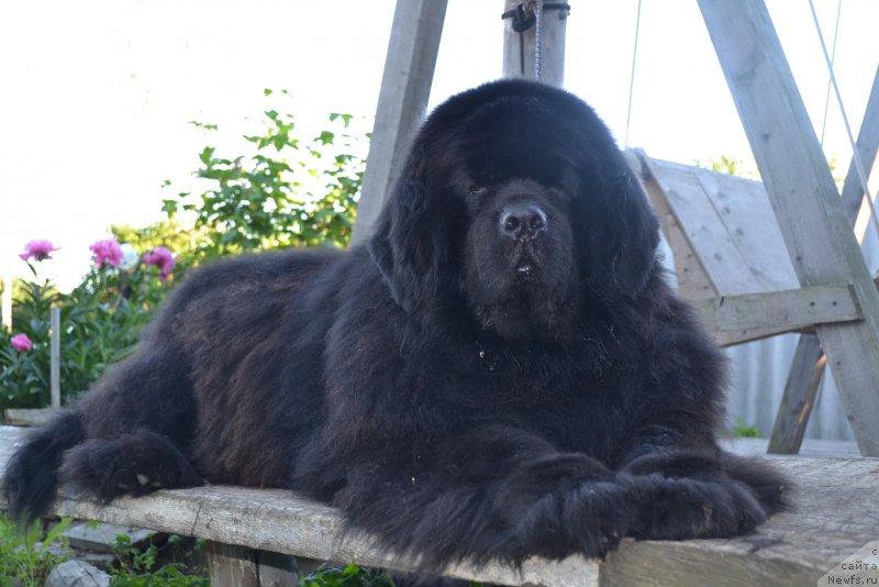 Фото: ньюфаундленд Супер Премиум Амелия Экшен