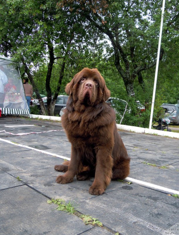 Фото: ньюфаундленд Символ Роскоши и Любви (Simvol Roskoshi I Lubvi)