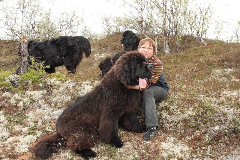 Фото: ньюфаундленд King of Helluland You Shock Me, Елена Кузьмина