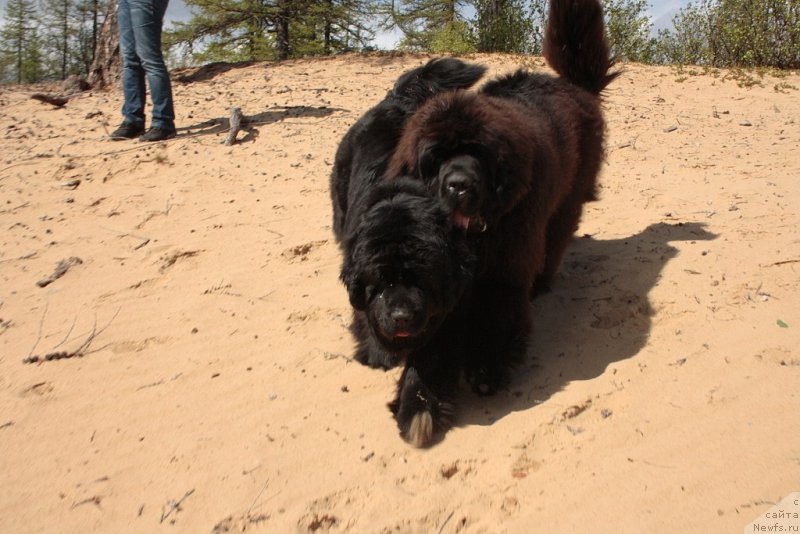 Фото: ньюфаундленд Янтарная Мечта, ньюфаундленд King of Helluland You Shock Me