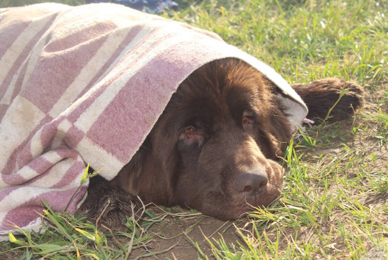 Фото: ньюфаундленд Сверкающая Гора Машаме (Sverkayuzhaya Gora Mashame)