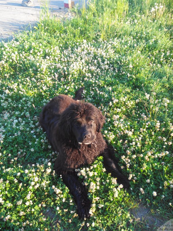 Фото: ньюфаундленд Айоланта от Сибирского Медведя