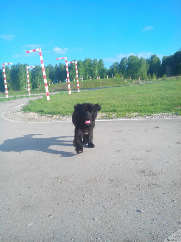 Фото: ньюфаундленд Айоланта от Сибирского Медведя