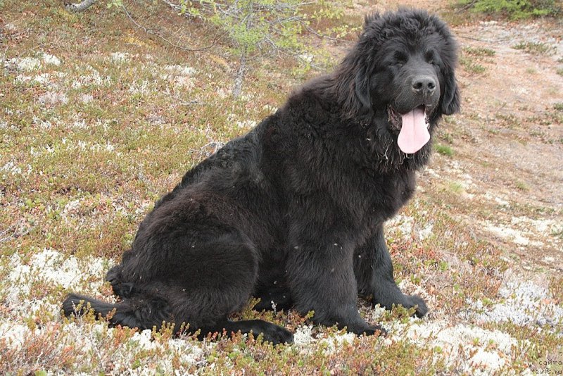 Фото: ньюфаундленд Ариель Принцесс оф зе Сии