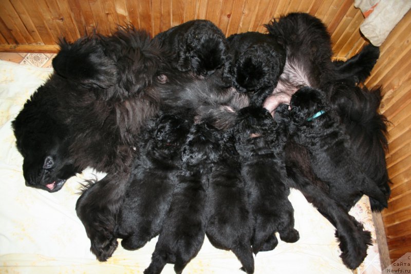 Фото: ньюфаундленд Ohoi's Jet Set, ньюфаундленд Черная Мафия Шаке анд Плау (Chernaya Mafia Shake and Play), ньюфаундленд Черная Мафия Шродингер Тхеору (Chernaya Mafia Shrodinger Theory), ньюфаундленд Черная Мафия Шорт анд Свеет (Chernaya Mafia Short and Sweet), ньюфаундленд Черная Мафия Шенген Виза (Chernaya Mafia Shengen Visa), ньюфаундленд Черная Мафия Ше ис а Ладу (Chernaya Mafia She is a Lady), ньюфаундленд Черная Мафия Шапе оф му Хеарт (Chernaya Mafia Shape of my Heart), ньюфаундленд Черная Мафия Шот ин тхе Дарк (Chernaya Mafia Shot in the Dark)