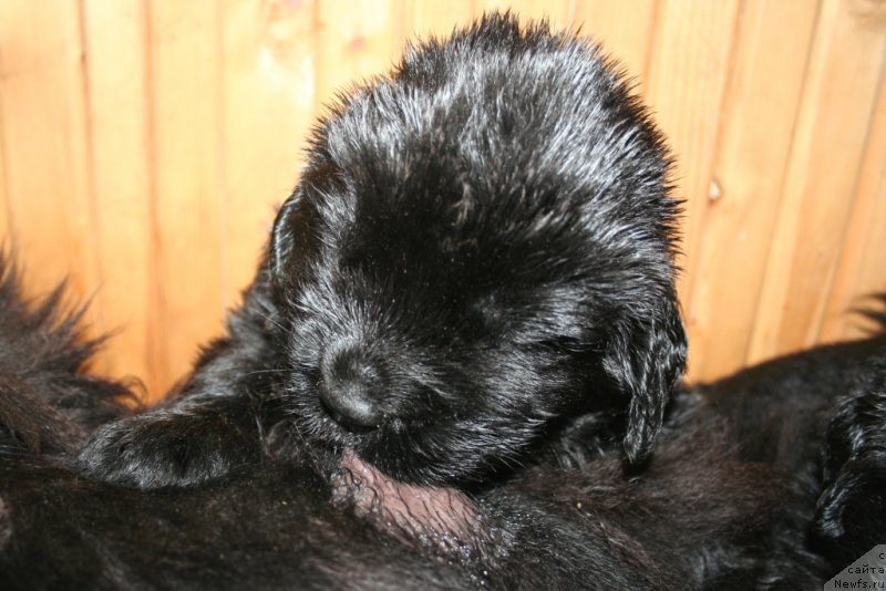 Фото: ньюфаундленд Черная Мафия Шаке анд Плау (Chernaya Mafia Shake and Play)