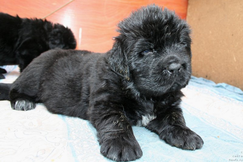 Фото: ньюфаундленд Черная Мафия Шаке анд Плау (Chernaya Mafia Shake and Play)