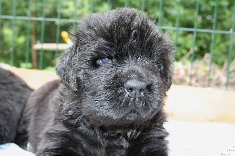 Фото: ньюфаундленд Черная Мафия Шаке анд Плау (Chernaya Mafia Shake and Play)