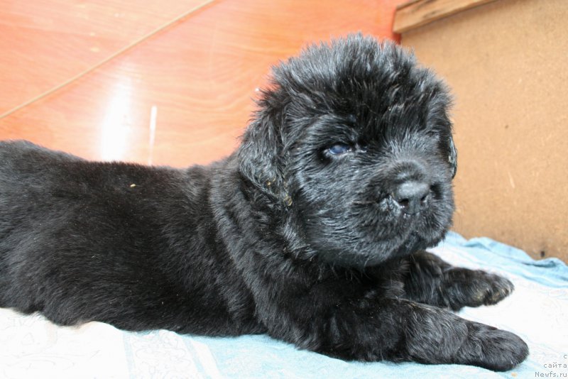 Фото: ньюфаундленд Черная Мафия Шаке анд Плау (Chernaya Mafia Shake and Play)