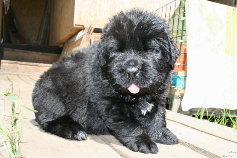 Фото: ньюфаундленд Черная Мафия Шот ин тхе Дарк (Chernaya Mafia Shot in the Dark)