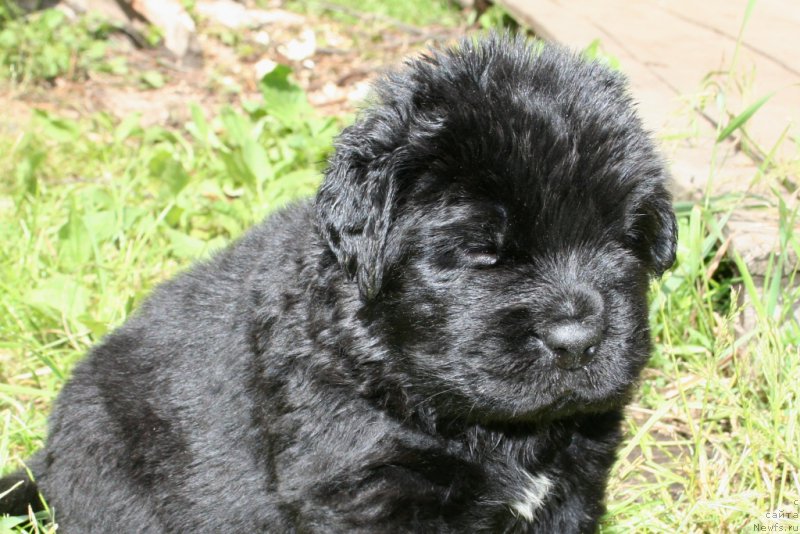 Фото: ньюфаундленд Черная Мафия Шот ин тхе Дарк (Chernaya Mafia Shot in the Dark)