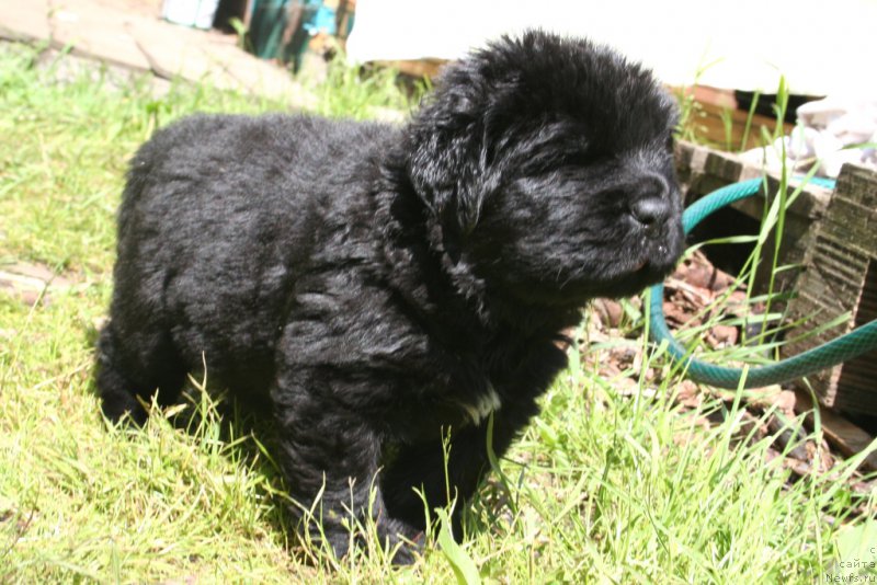 Фото: ньюфаундленд Черная Мафия Шот ин тхе Дарк (Chernaya Mafia Shot in the Dark)