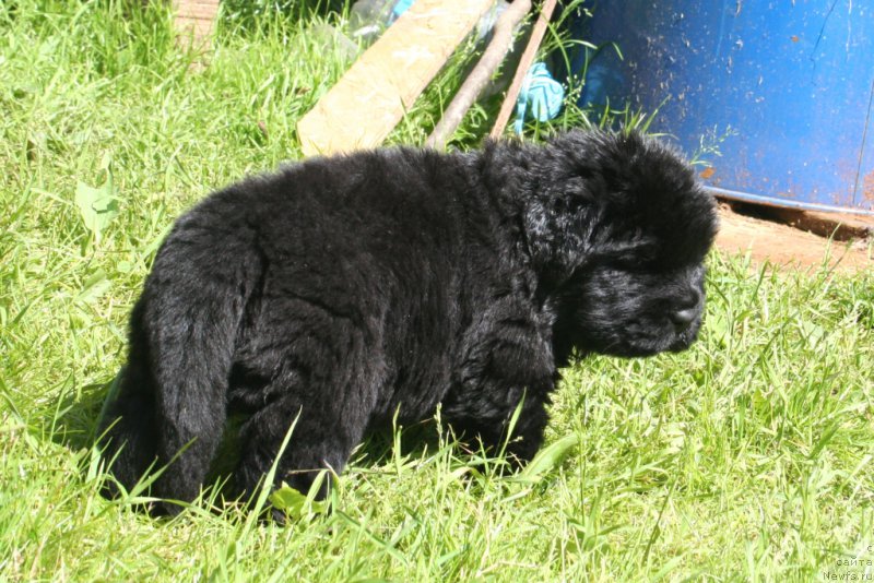 Фото: ньюфаундленд Черная Мафия Шот ин тхе Дарк (Chernaya Mafia Shot in the Dark)