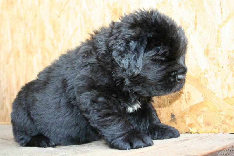 Фото: ньюфаундленд Черная Мафия Шот ин тхе Дарк (Chernaya Mafia Shot in the Dark)