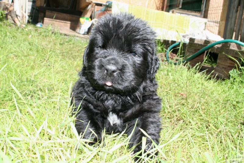 Фото: ньюфаундленд Черная Мафия Шот ин тхе Дарк (Chernaya Mafia Shot in the Dark)