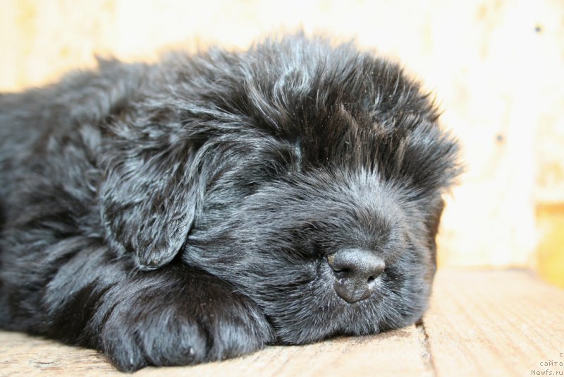 Фото: ньюфаундленд Черная Мафия Шенген Виза (Chernaya Mafia Shengen Visa)