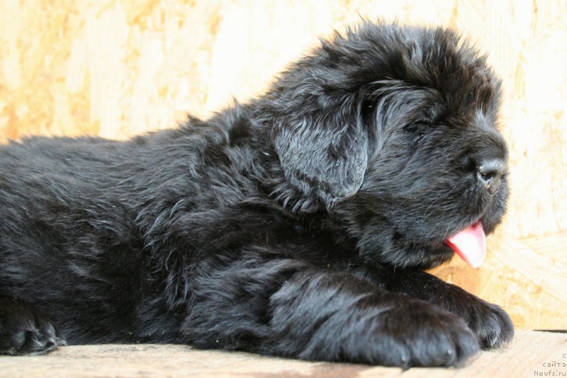 Фото: ньюфаундленд Черная Мафия Шенген Виза (Chernaya Mafia Shengen Visa)