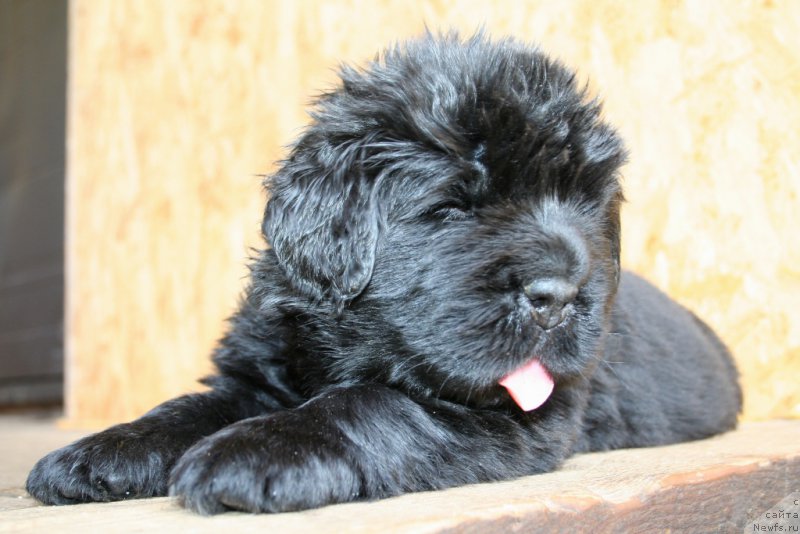 Фото: ньюфаундленд Черная Мафия Шенген Виза (Chernaya Mafia Shengen Visa)