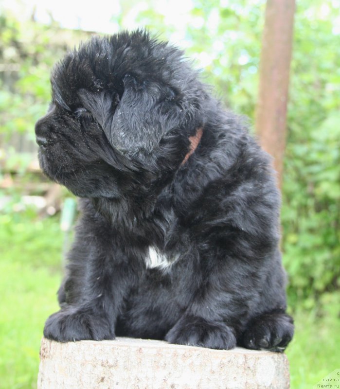 Фото: ньюфаундленд Черная Мафия Шенген Виза (Chernaya Mafia Shengen Visa)