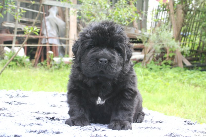 Фото: ньюфаундленд Черная Мафия Шенген Виза (Chernaya Mafia Shengen Visa)