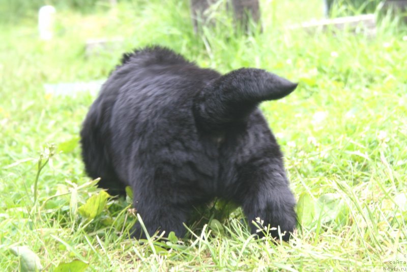 Фото: ньюфаундленд Черная Мафия Шенген Виза (Chernaya Mafia Shengen Visa)