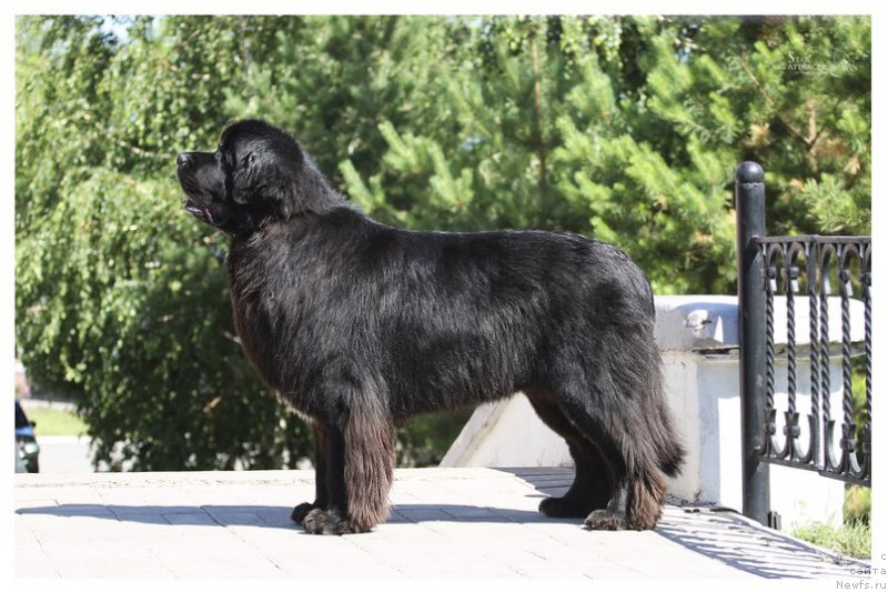 Фото: ньюфаундленд Кипер Соул Лайон Хэерт