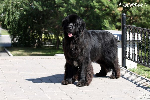 Фото: ньюфаундленд Кипер Соул Лайон Хэерт
