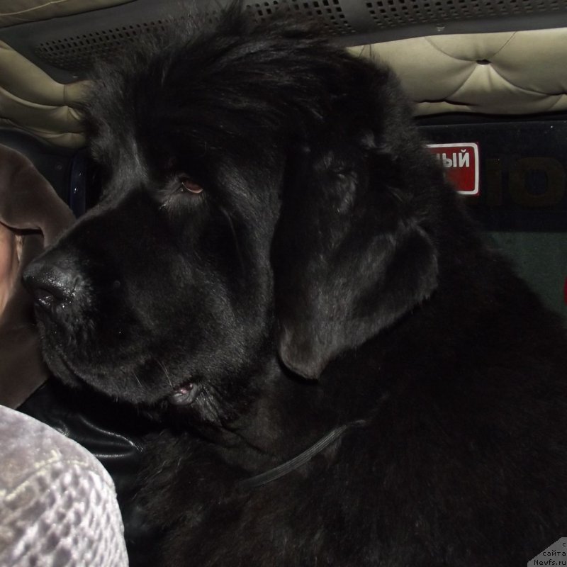 Фото: ньюфаундленд Акватория Келвин Уральский Фаворит