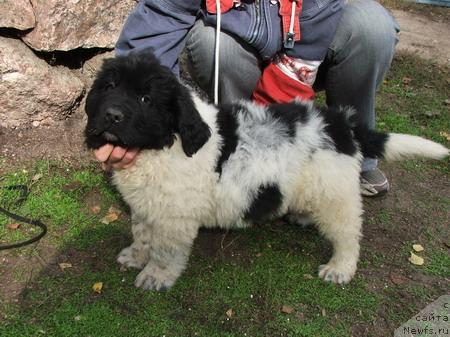 Фото: ньюфаундленд Плюшевая Панда Диттер