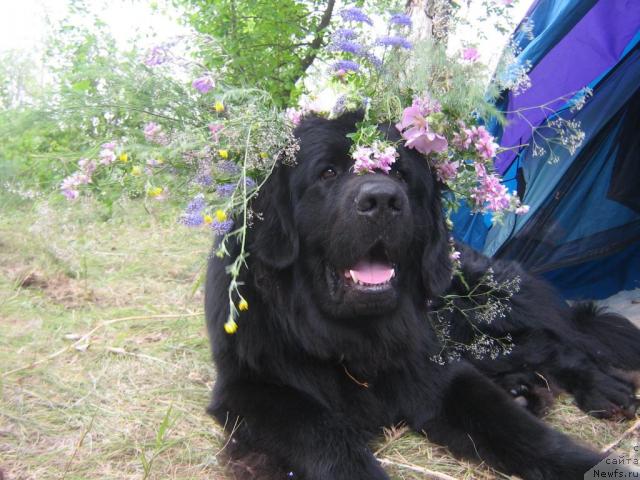 Фото: ньюфаундленд Арманьяк Души Моей