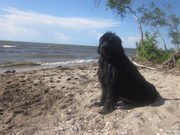 Фото: ньюфаундленд Акватория Келвин Уральский Фаворит
