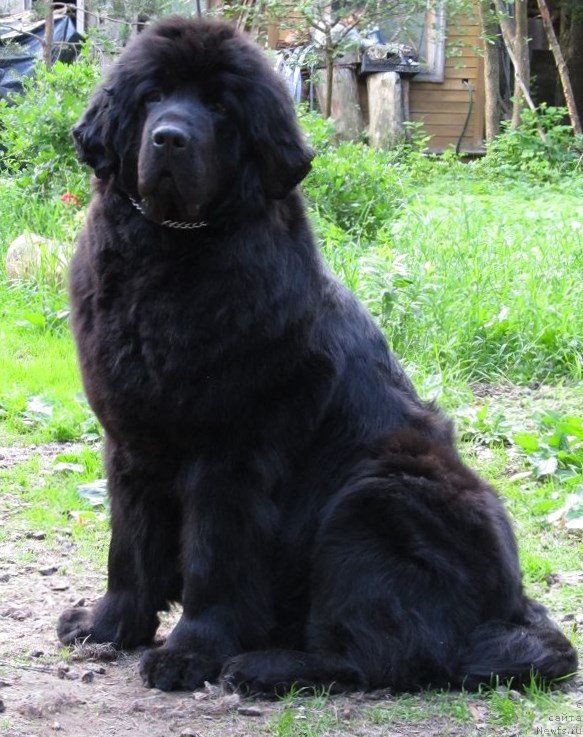 Фото: ньюфаундленд Смигар Северная Верона