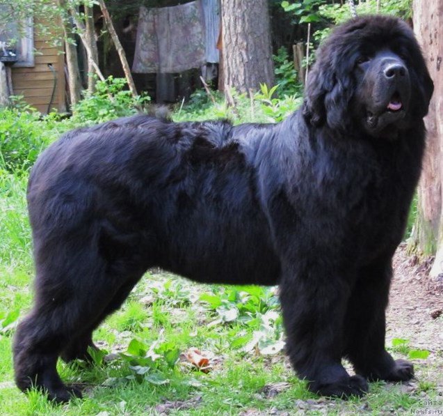 Фото: ньюфаундленд Смигар Северная Верона