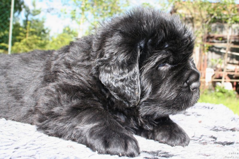 Фото: ньюфаундленд Черная Мафия Шорт анд Свеет (Chernaya Mafia Short and Sweet)