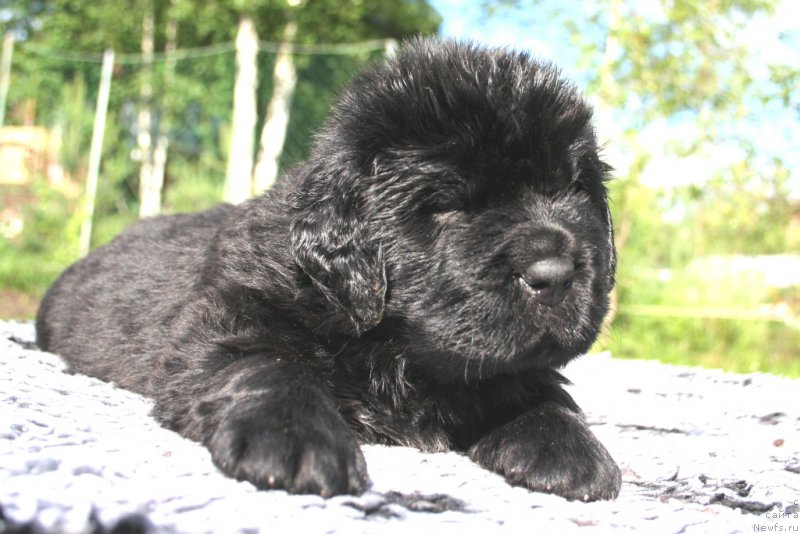 Фото: ньюфаундленд Черная Мафия Шорт анд Свеет (Chernaya Mafia Short and Sweet)