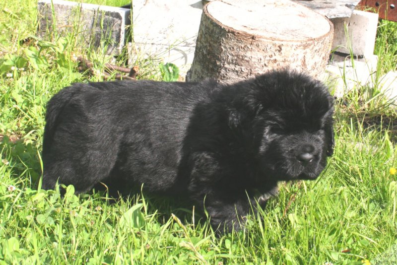 Фото: ньюфаундленд Черная Мафия Шорт анд Свеет (Chernaya Mafia Short and Sweet)